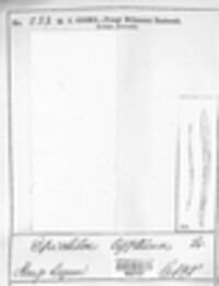 Epichloe typhina image